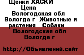 Щенки ХАСКИ :0  :) › Цена ­ 10 000 - Вологодская обл., Вологда г. Животные и растения » Собаки   . Вологодская обл.,Вологда г.